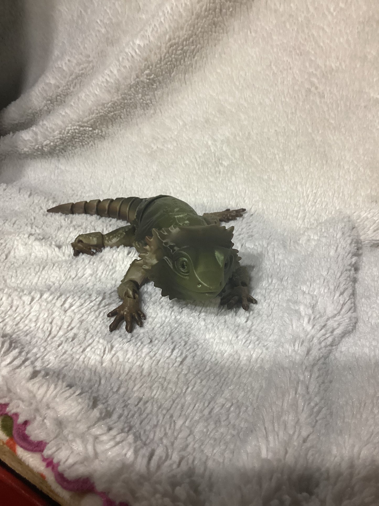 Bearded Dragon